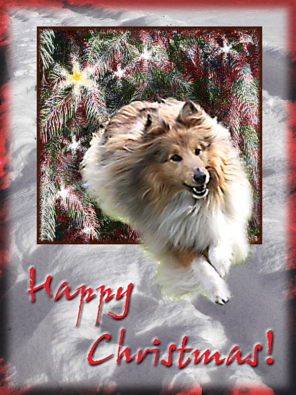 X30 'Robbie' leaps out - Examples of Papillonpourri Christmas Cards