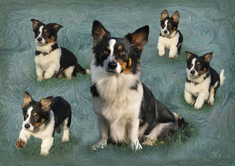 PP52 'Dec' with his former selves - Pet Portraits
