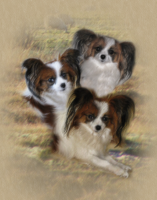 PP22  Three Hollies - Pet Portraits