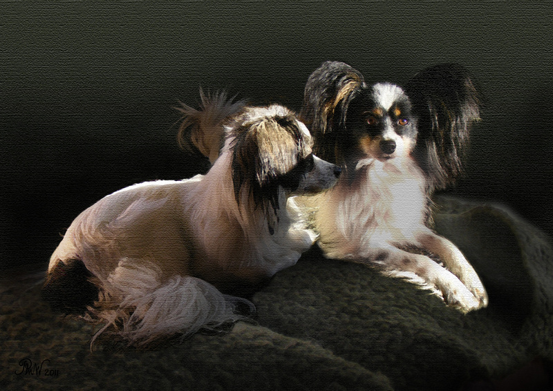PP46 Two Papillons - Pet Portraits