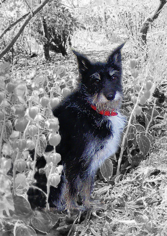 PP15  'Libby' -  in the lanterns - Pet Portraits