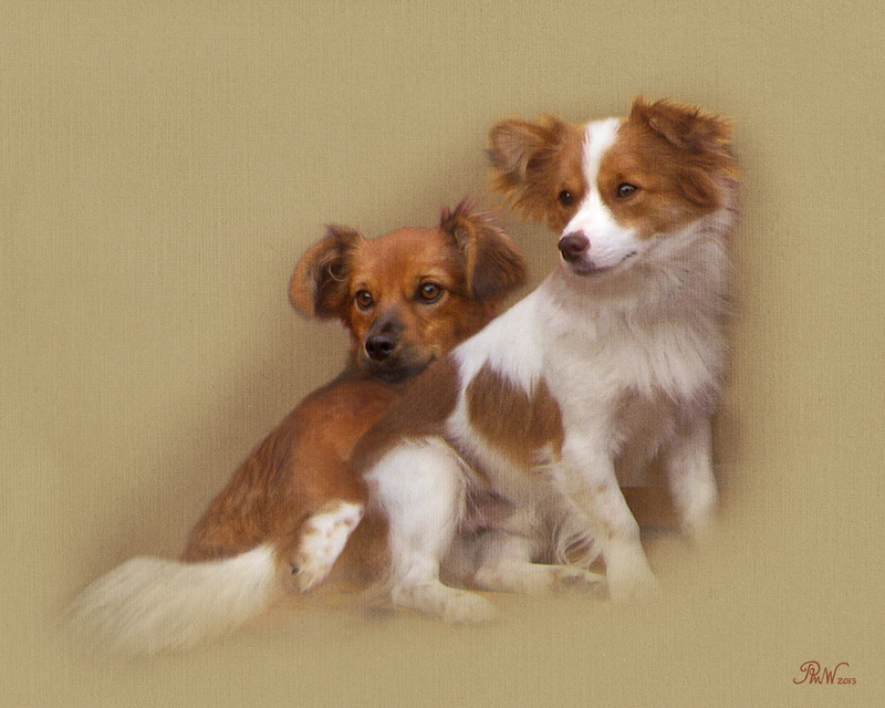 PP 63  Romanian Duo - Pet Portraits