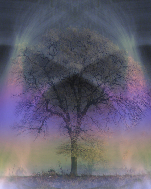 M21  Winter Tree  (8 x 10) - Imaginative, Meditative or Mystical