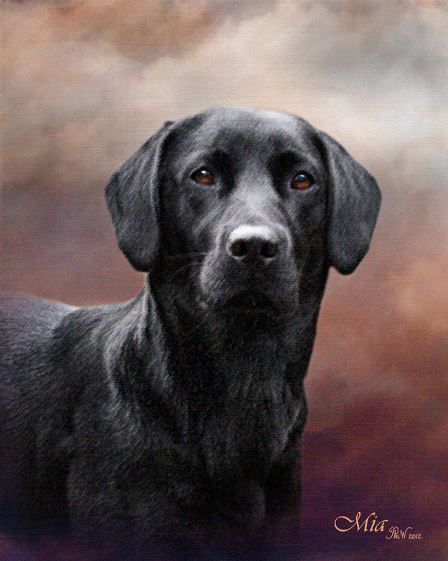 PP51 'Mia' - Black Labrador - Pet Portraits