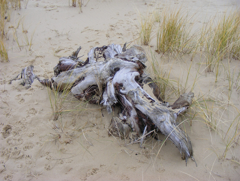 FD4  Driftwood (II) - Fun with Driftwood