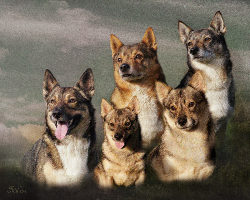 PP50 Vallhund Group (version 2) - Pet Portraits