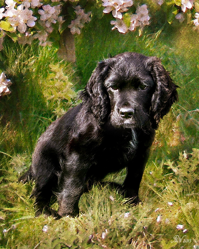 PP 64 'Paddy' in the apple orchard - Pet Portraits