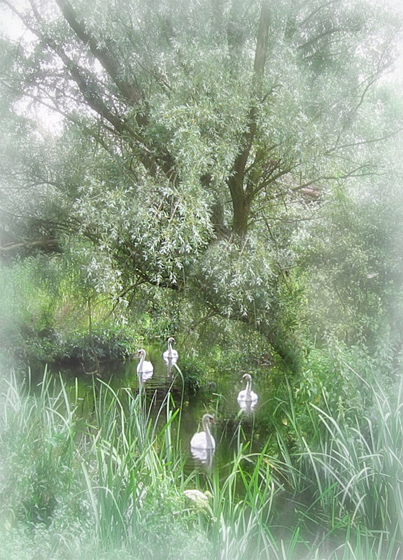 Swans under the willows - General Greetings Cards