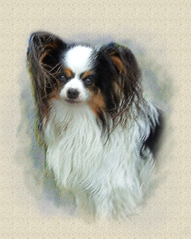 PP36 'Amy' (8 x 10) - Pet Portraits
