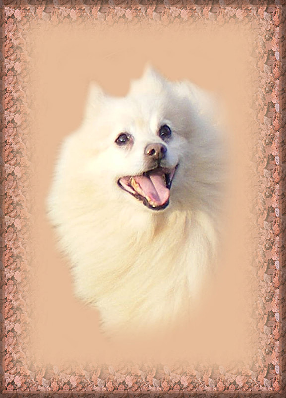 'Jester',  Spitz, (the laughing dog) - General Greetings Cards