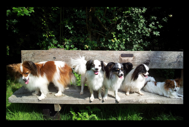 PP47  Five on a Bench - Pet Portraits
