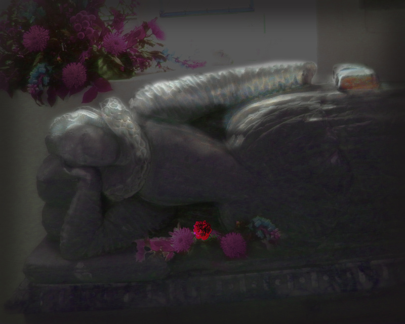 F22m  Peace Rose - The End - Secret goings-on at Rollesby Church