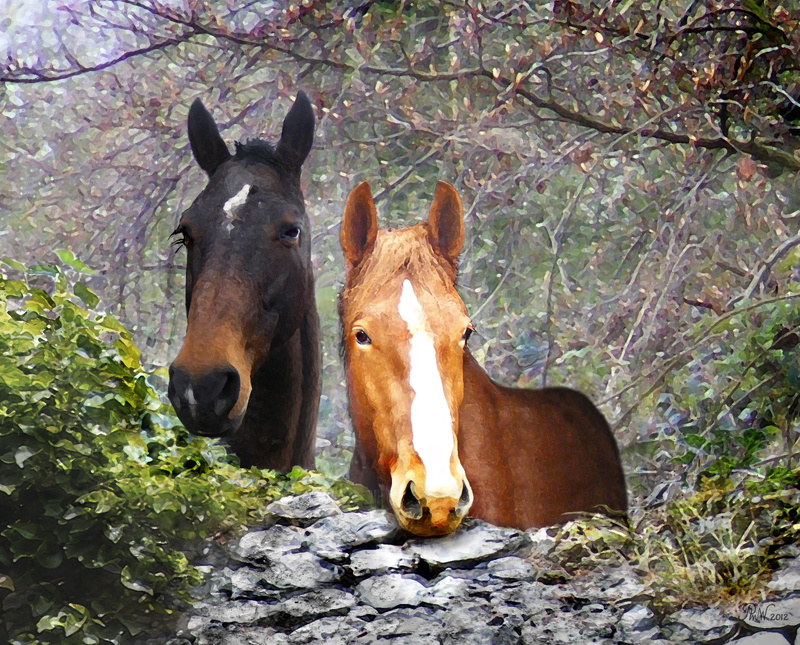 A11  Over the Wall   (10 x 8) - Horses, other animals, and birds