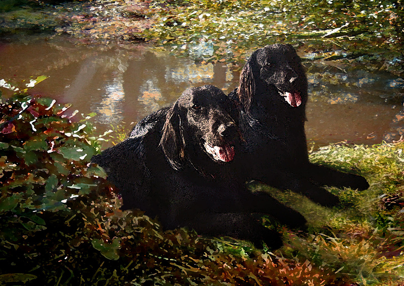 PP31  We're ready - bring out the picnic!  (A4) - Pet Portraits