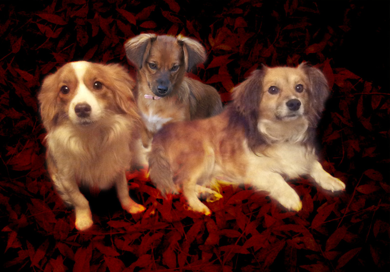 PP 65  Three rescues from Romania - Pet Portraits