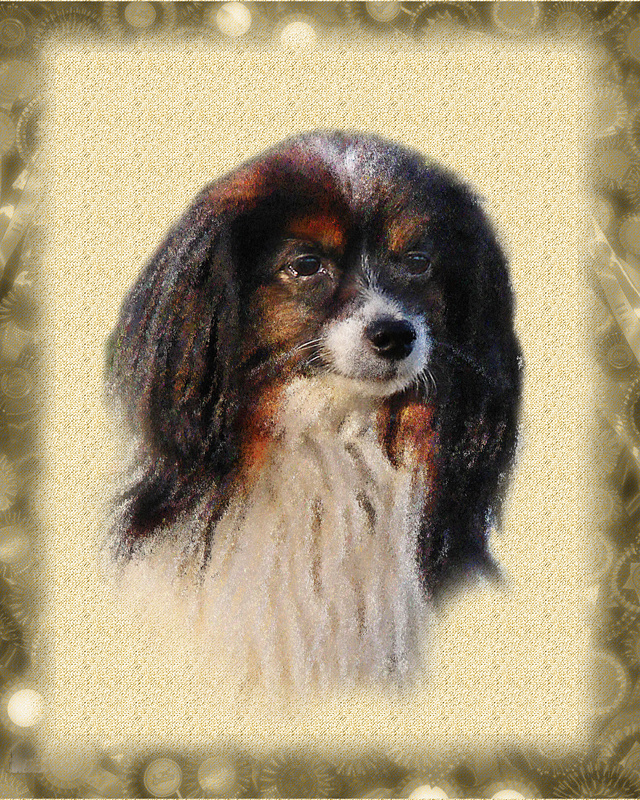 PP8 'Dandy' - Phalene Papillon - Pet Portraits