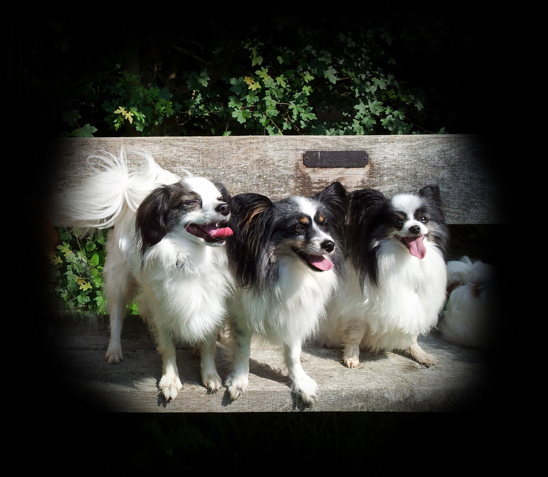 PP48  Enjoying the Sun - Pet Portraits