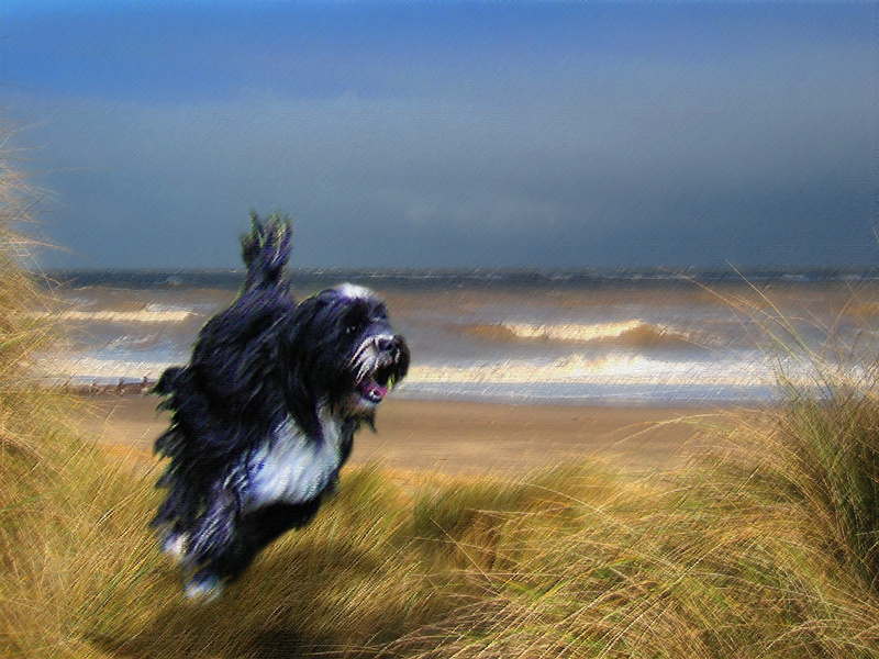 PP7  Running free - Tibetan Terrier - Pet Portraits