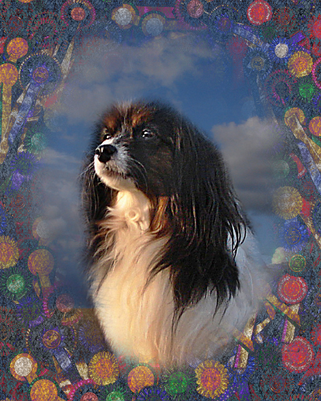 PP1 'Dandy' - All our yesterdays... - Pet Portraits