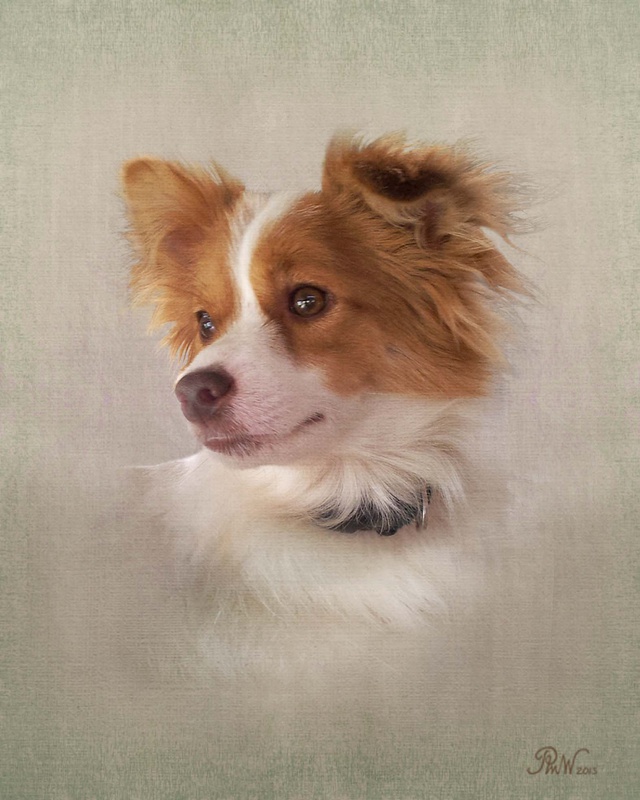 PP 61  'Ruffy'  2nd portrait - Pet Portraits