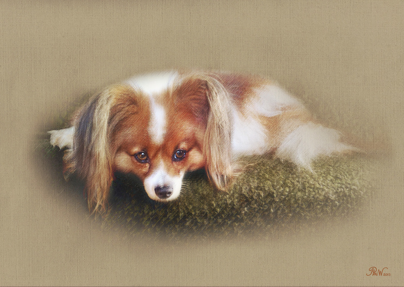 PP57  Skipper resting - Pet Portraits