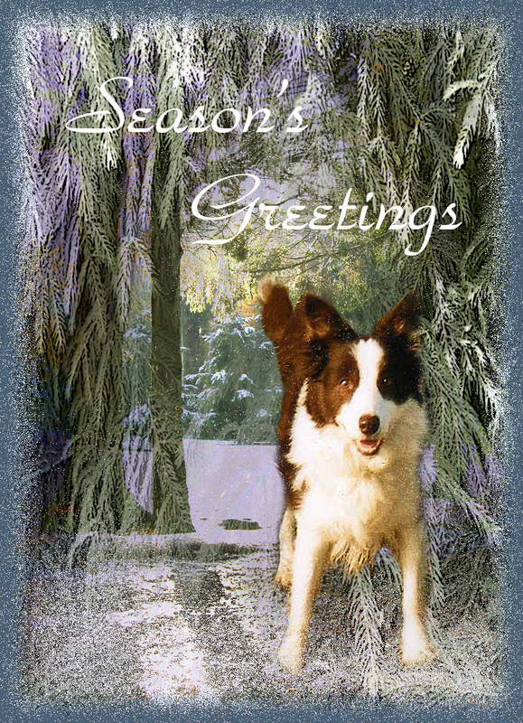X18  Fir tree snow dog - Examples of Papillonpourri Christmas Cards