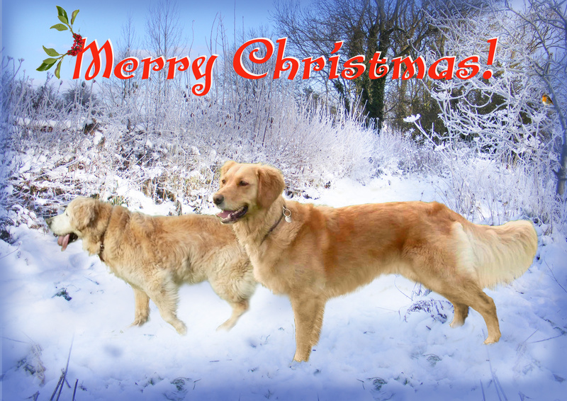 X44a   Goldies in the snow - Examples of Papillonpourri Christmas Cards