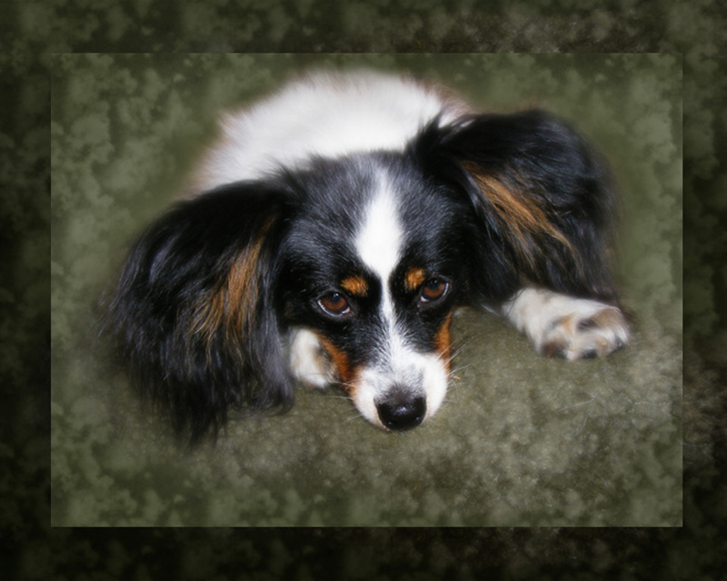 PP5  'Folly' -  Just thinking - Pet Portraits
