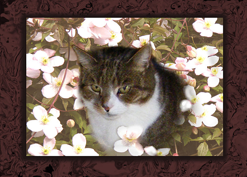 Clematis Cat - General Greetings Cards