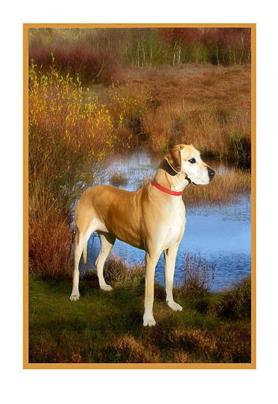 'Bella', Great Dane - General Greetings Cards
