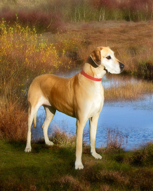PP10  'Bella' - Great Dane - Pet Portraits
