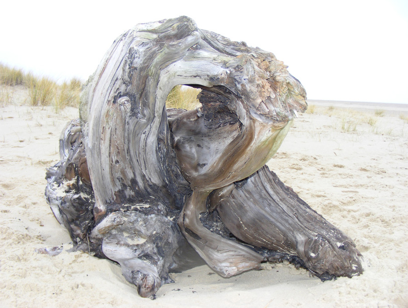 FD1 Driftwood 1 - Fun with Driftwood