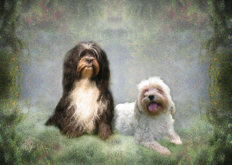 PP17  Two Tibetans in a romantic setting - Pet Portraits
