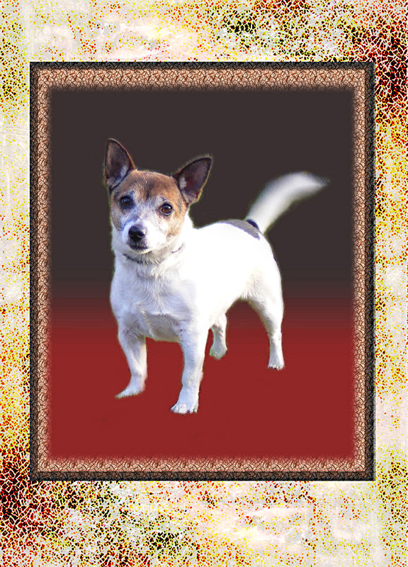 'Marydd',  Jack Russell - General Greetings Cards