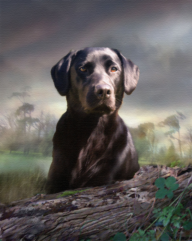 PP44 'Mia' - Black Labrador - Pet Portraits