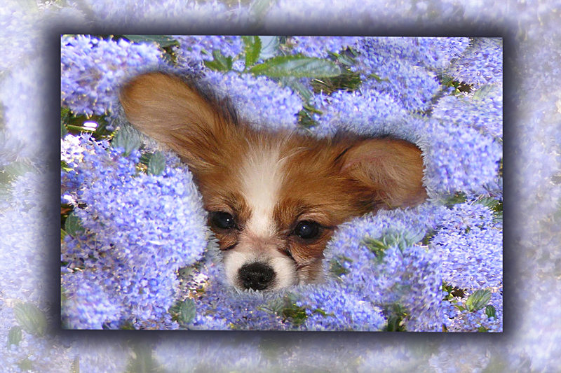 Blueblossom puppy - General Greetings Cards