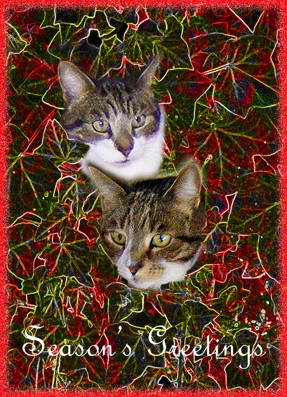 X6  'Sophisti-cat-ed' - Examples of Papillonpourri Christmas Cards