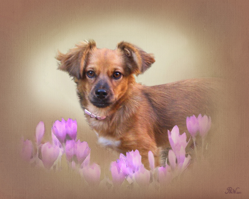 PP 62   'Amy' in the crocuses - Pet Portraits