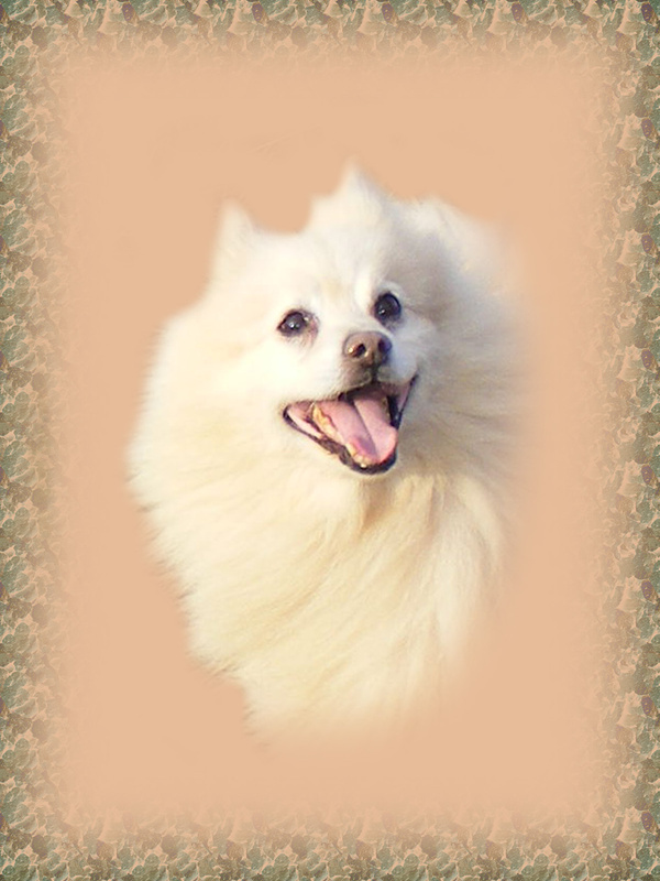 PP6  'Jester' - in the pink - Pet Portraits