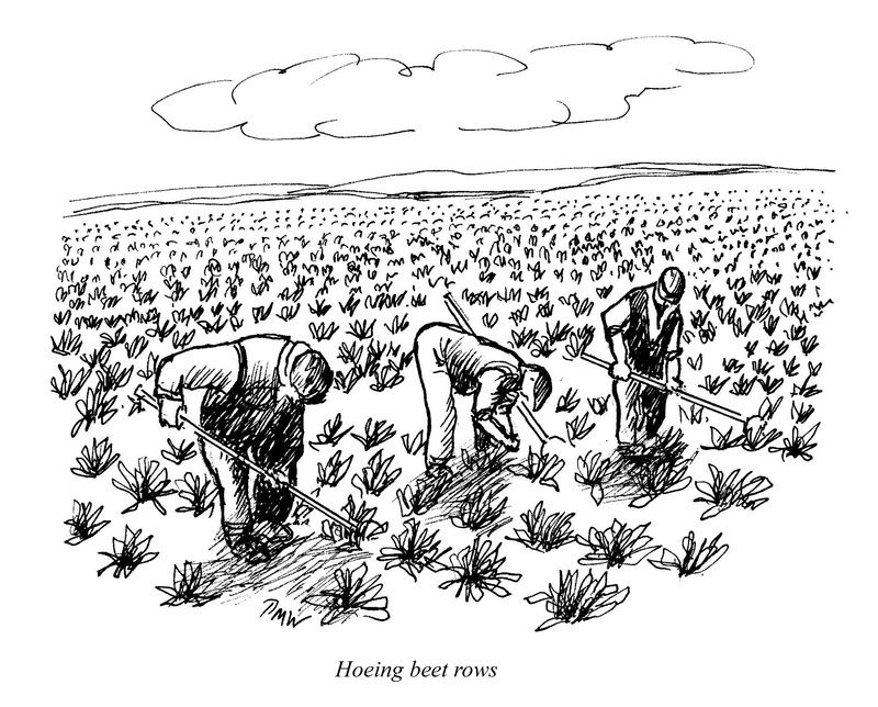 Hoeing the beet rows - Drawings and Sketches