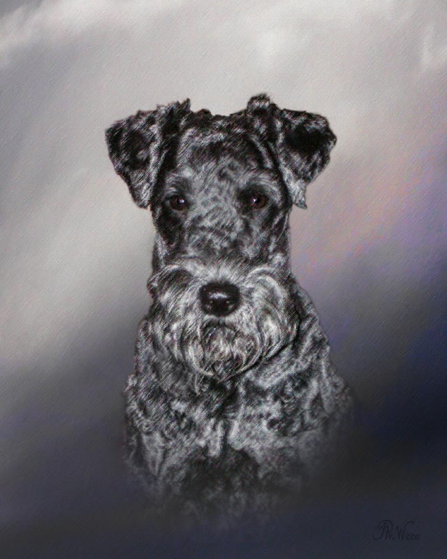 PP43 'Lizzy' - Kerry Blue - Pet Portraits