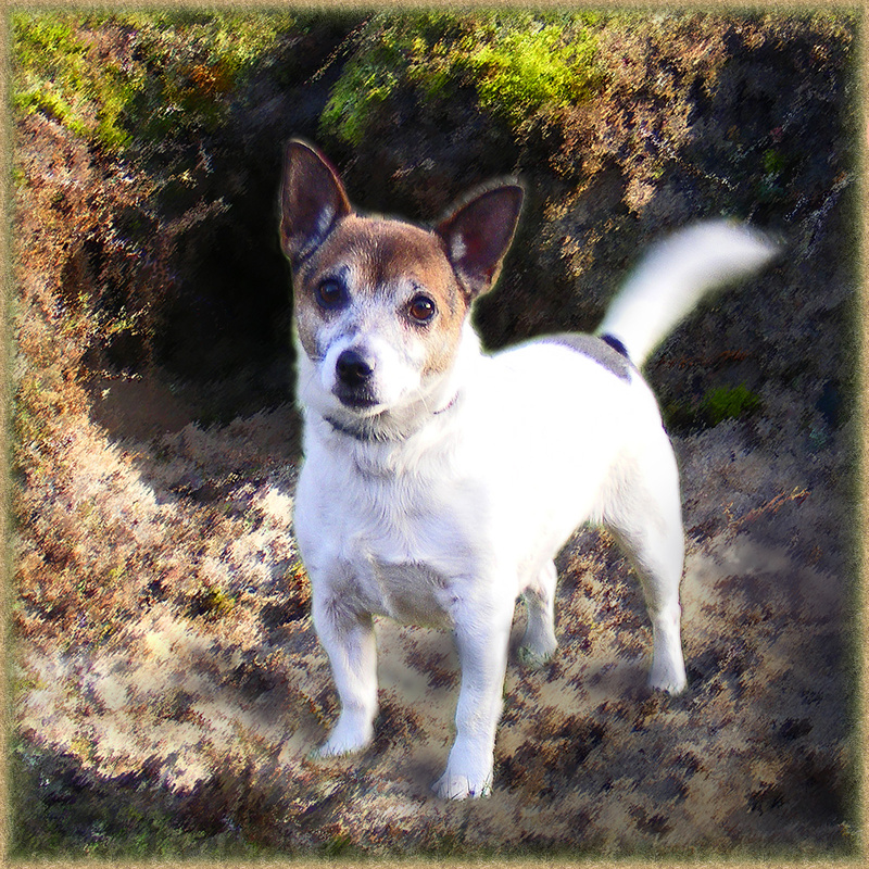 PP20  In Doggy Heaven - Pet Portraits