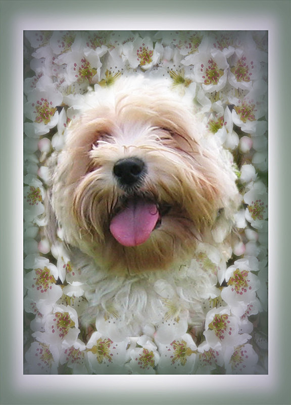 Pear blossom puppy - General Greetings Cards