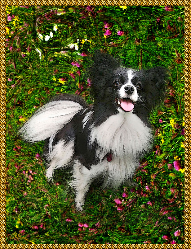 PP54  Life's a Whirl! - Pet Portraits