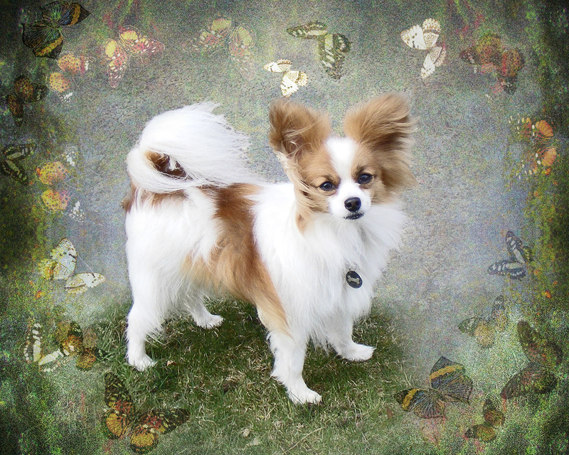PP41 Butterfly Dream  (10 x 8) - Pet Portraits