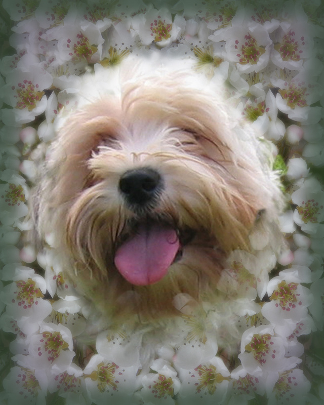 PP21  'Tim' - Tibetan Terrier - Pet Portraits