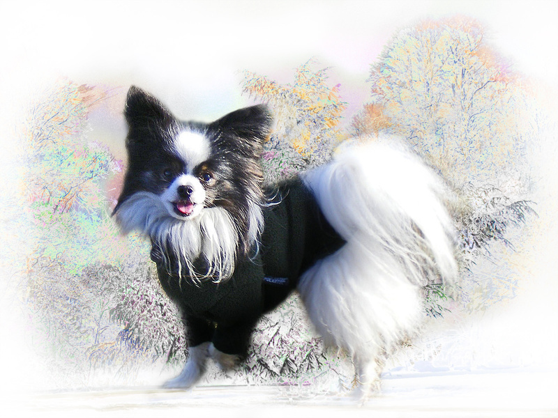 X20 Glamour Boy - Examples of Papillonpourri Christmas Cards