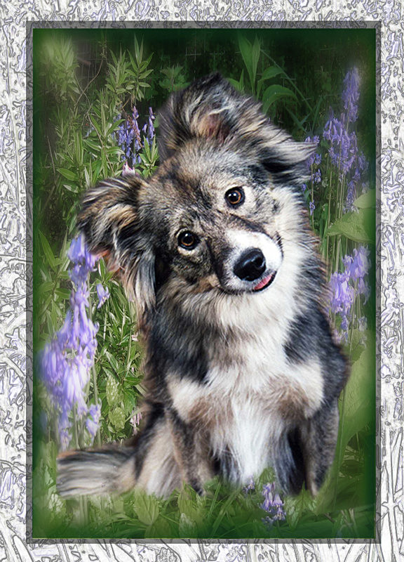 'Bonnie'  in the  bluebells - General Greetings Cards