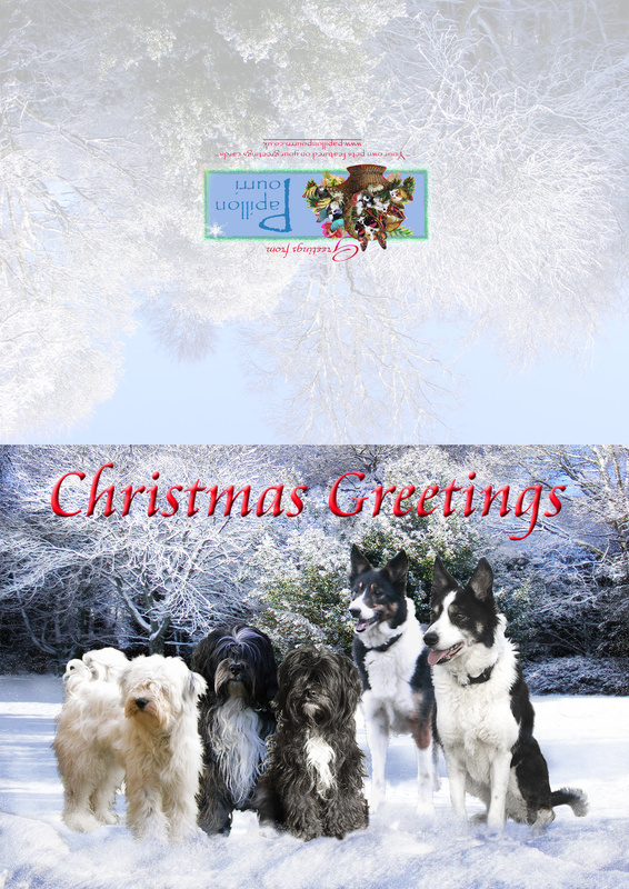 X37 Posing in the snow - Examples of Papillonpourri Christmas Cards