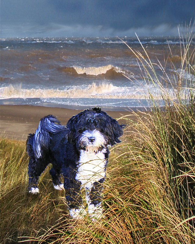 PP13  'Monty' - Tibetan Terrier puppy - Pet Portraits